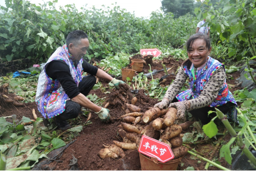 ▲丰收节期间，拼多多投入10亿补贴资金、20亿流量资源扶持新质商家。杨宛|摄